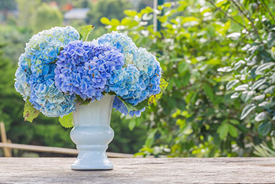 Joli bouquet de fleurs bleues