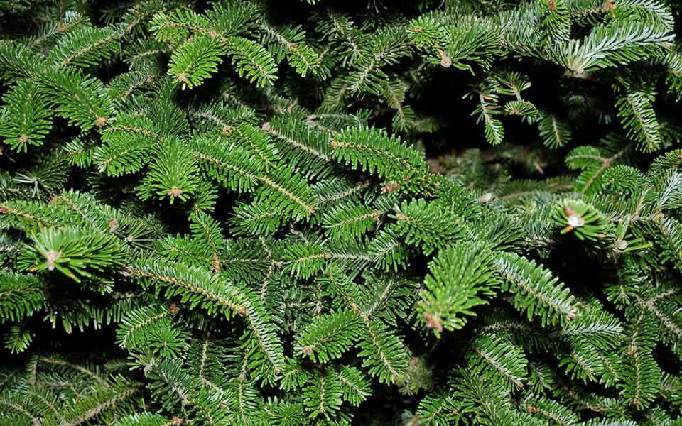 Image de la catégorie SAPINS NATURELS