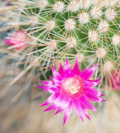 Le cactus fleuri