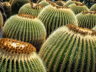 Comment entretenir le cactus ?