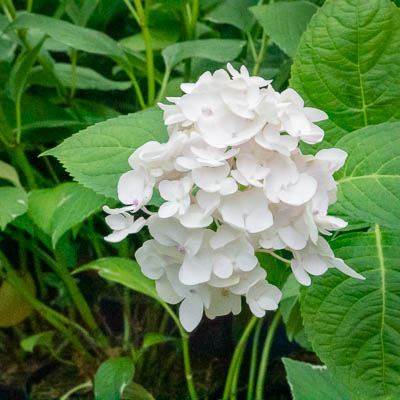 Hydrangea blanc