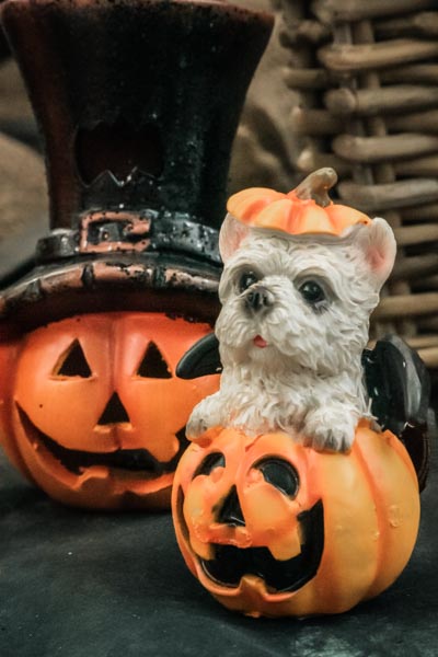 Pour Halloween, petit chien dans un potiron sculpté