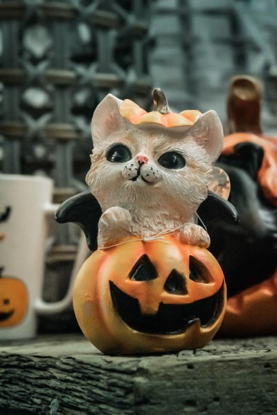 Halloween en jardinerie : petit chat mignon dans un potiron sculpté