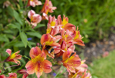 Alstroemeria - la belle plante fleurie du jardin