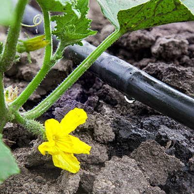 Arrosage goutte à goutte