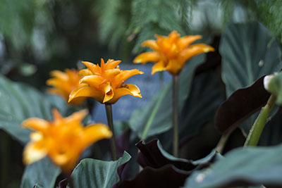 Calathea crocata - jolies fleurs oranges