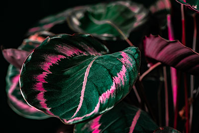 Calathea - feuilles colorées et décoratives