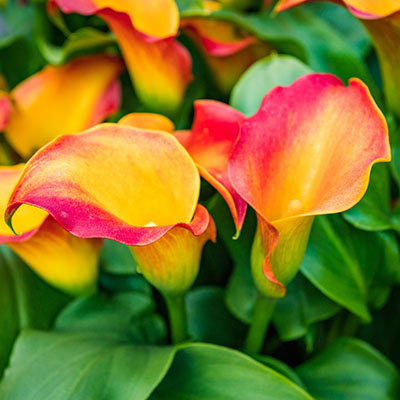 Calla Zantedeschia x hybrida