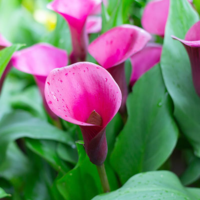 Calla Zantedeschia Rehmannii