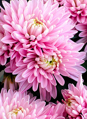 Chrysanthème grosse tête