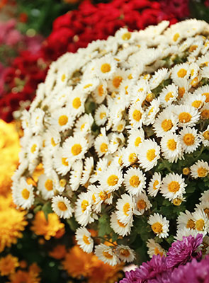 Chrysanthème à fleur de marguerite