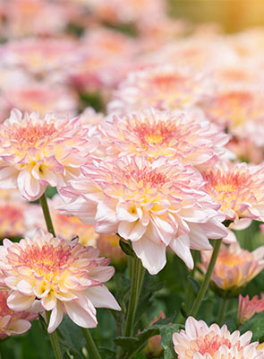 Chrysanthème en grappe