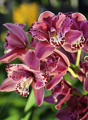 orchidée cymbidium - entretien et rempotage