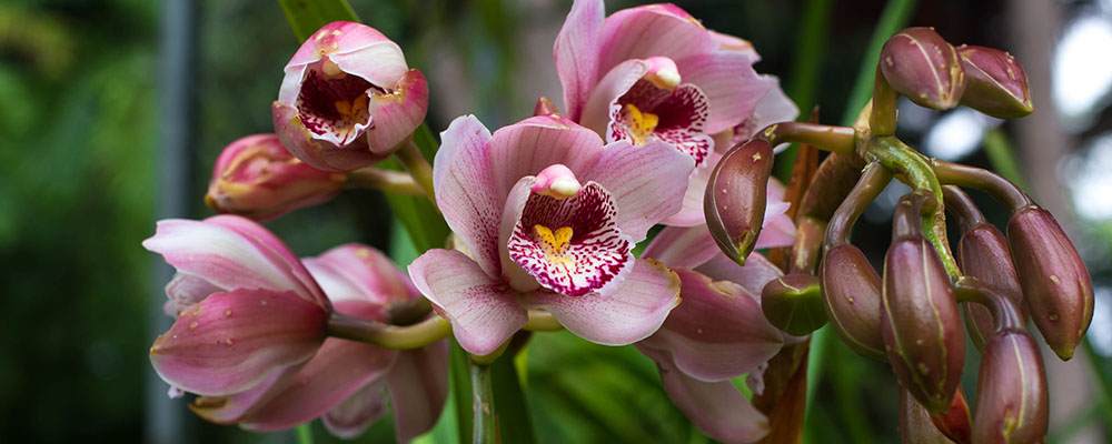 orchidée cymbidium - conseils et entretien