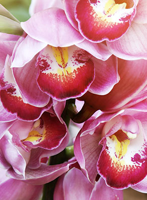 Orchidée Cymbidium - assortiments