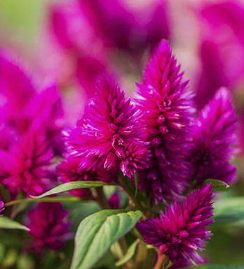 Célosie du genre celosia