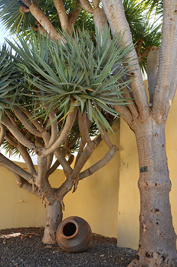 Dracaena Draco