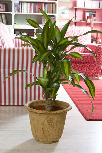 Dracaena Fragrans