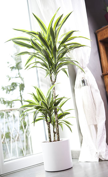 Une plante anti-tabac et depolluante, le chlorophytum