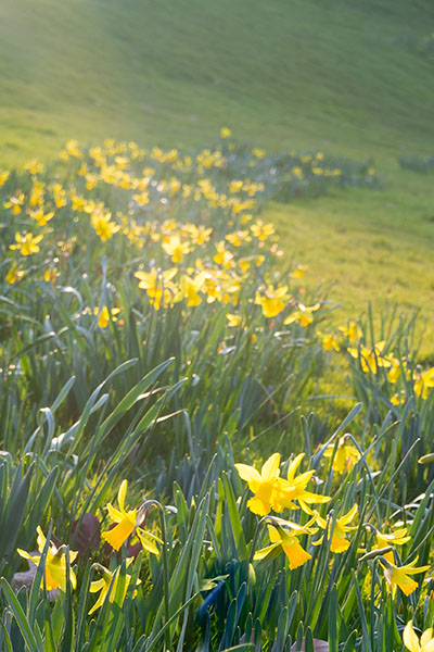 Narcisse jonquille comment les planter ?