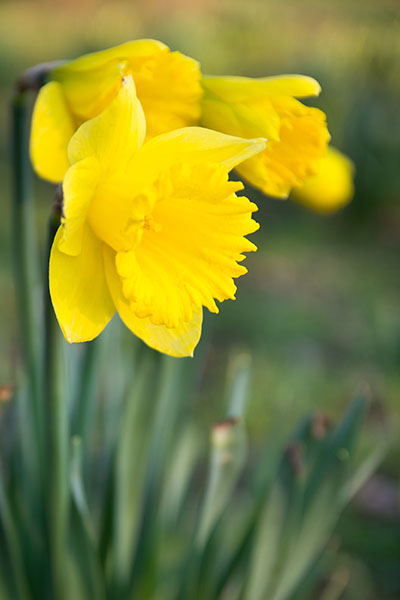 Narcisse - Les jonquilles de William Wordsworth
