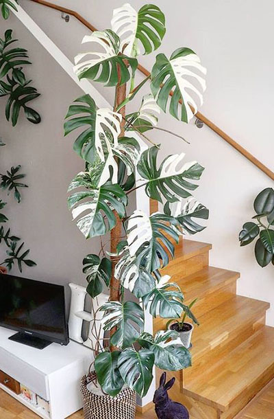 Monstera, plante d'intérieur star des décorateurs