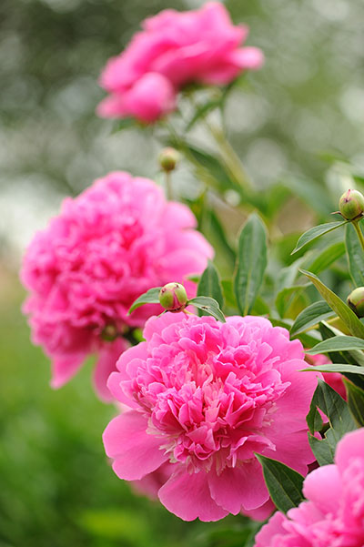 Pivoine arbustive