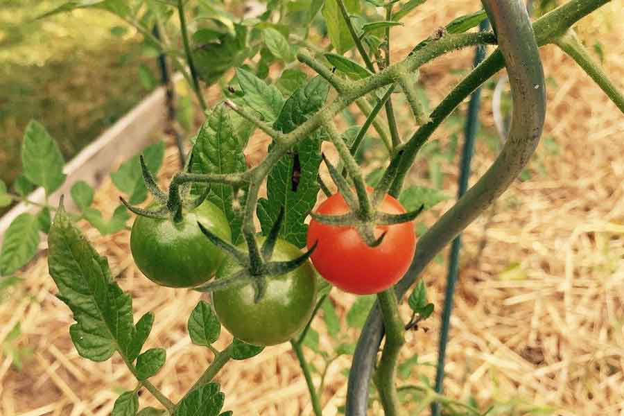 Image de la catégorie TUTEUR PLANTE