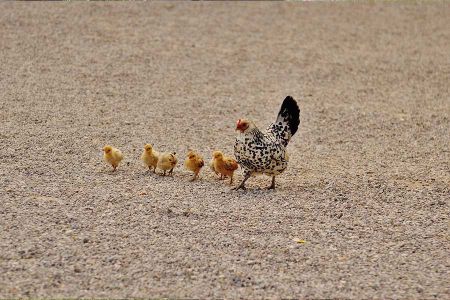 Voir les produits de la catégorie Produit de soins pour poules Image de la catégorie Produit de soins pour poules