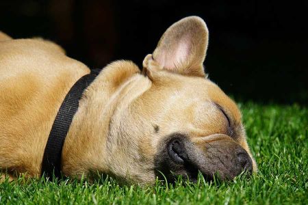 Voir les produits de la catégorie Collier et laisse pour chien Image de la catégorie Collier et laisse pour chien