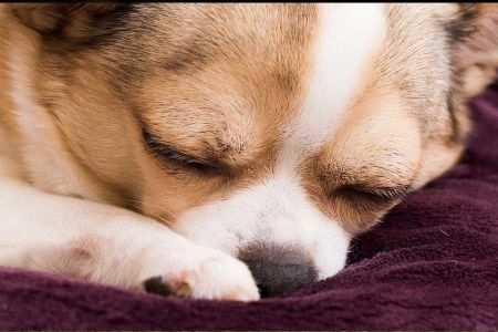 Voir les produits de la catégorie Coussin pour chien Image de la catégorie Coussin pour chien