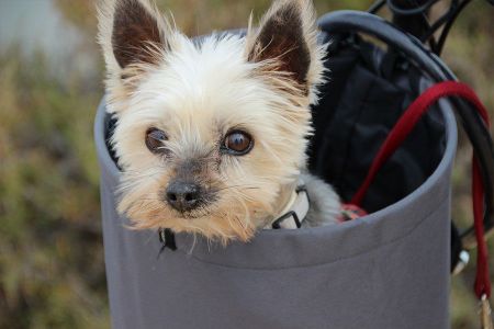 Voir les produits de la catégorie Caisse de transport pour chien Image de la catégorie Caisse de transport pour chien