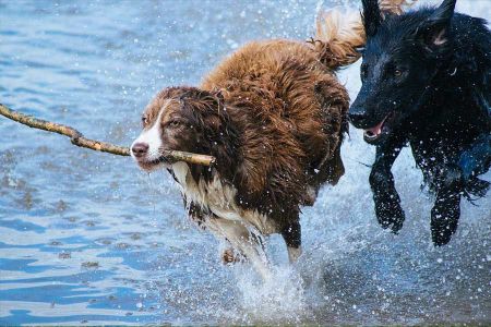Voir les produits de la catégorie Jouet pour chien Image de la catégorie Jouet pour chien