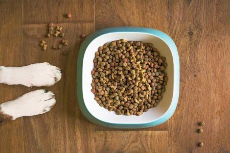 Voir les produits de la catégorie Gamelle pour chien Image de la catégorie Gamelle pour chien