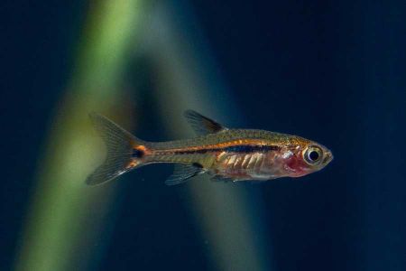 Voir les produits de la catégorie ACCESSOIRE POUR AQUARIUM Image de la catégorie ACCESSOIRE POUR AQUARIUM