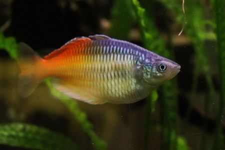 Voir les produits de la catégorie FILTRATION POUR AQUARIUM Image de la catégorie FILTRATION POUR AQUARIUM