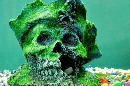 Voir les produits de la catégorie DECO POUR AQUARIUM Image de la catégorie DECO POUR AQUARIUM