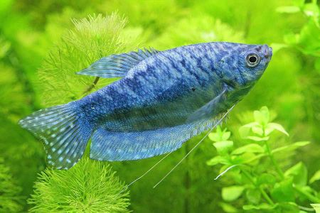 Voir les produits de la catégorie CHAUFFAGE POUR AQUARIUM Image de la catégorie CHAUFFAGE POUR AQUARIUM