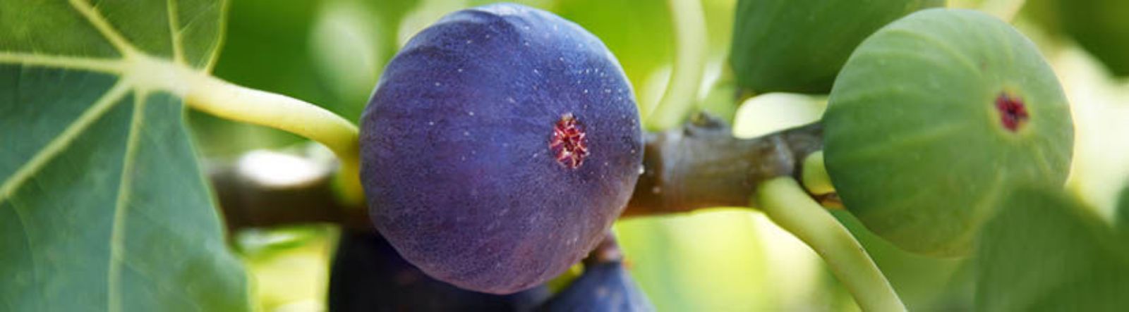 Le Ficus carica ou figuier commun : plantation, taille et entretien