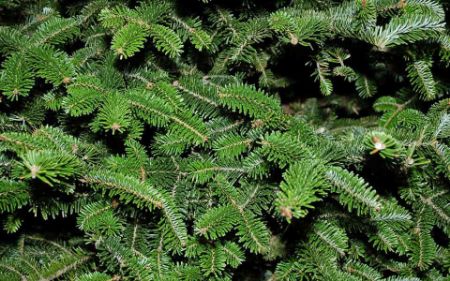 Voir les produits de la catégorie Sapins naturels Image de la catégorie Sapins naturels
