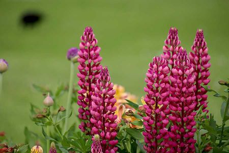 Voir les produits de la catégorie Plantes vivaces Image de la catégorie Plantes vivaces