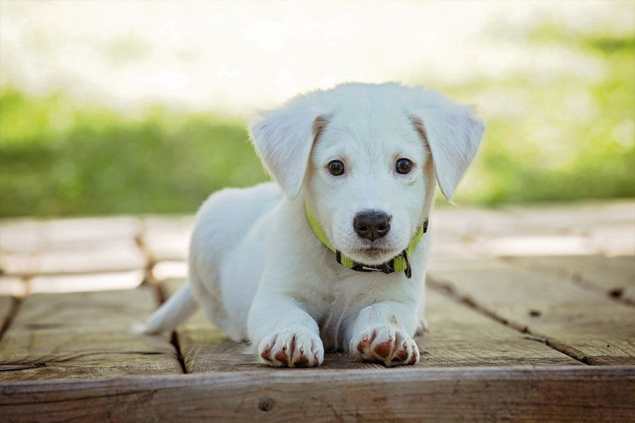 Image de la catégorie CHIEN