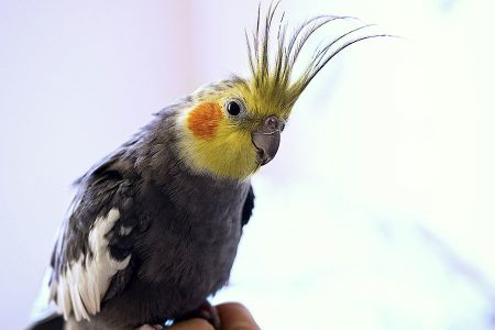 Voir les produits de la catégorie OISEAUX Image de la catégorie OISEAUX
