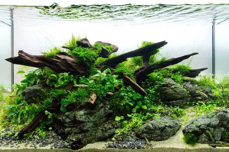 Voir les produits de la catégorie AQUARIOPHILIE Image de la catégorie AQUARIOPHILIE