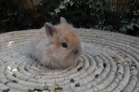 Voir les produits de la catégorie Petits mammifères Image de la catégorie Petits mammifères