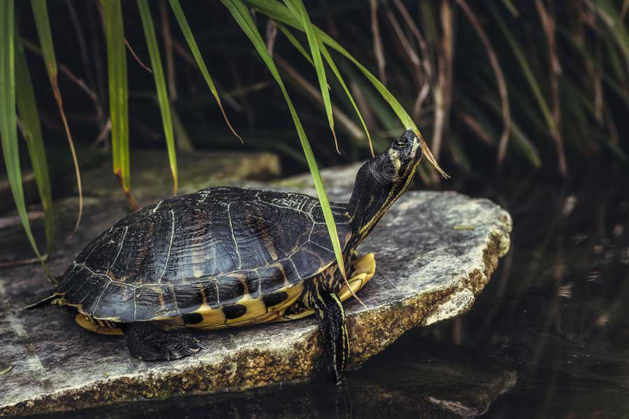 Image de la catégorie TORTUES