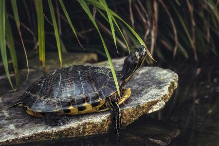 Voir les produits de la catégorie TORTUES Image de la catégorie TORTUES