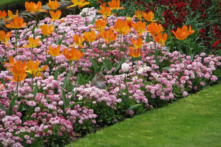 Image de la catégorie GRAINES DE FLEURS