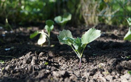 Voir les produits de la catégorie GRAINES POTAGERES Image de la catégorie GRAINES POTAGERES