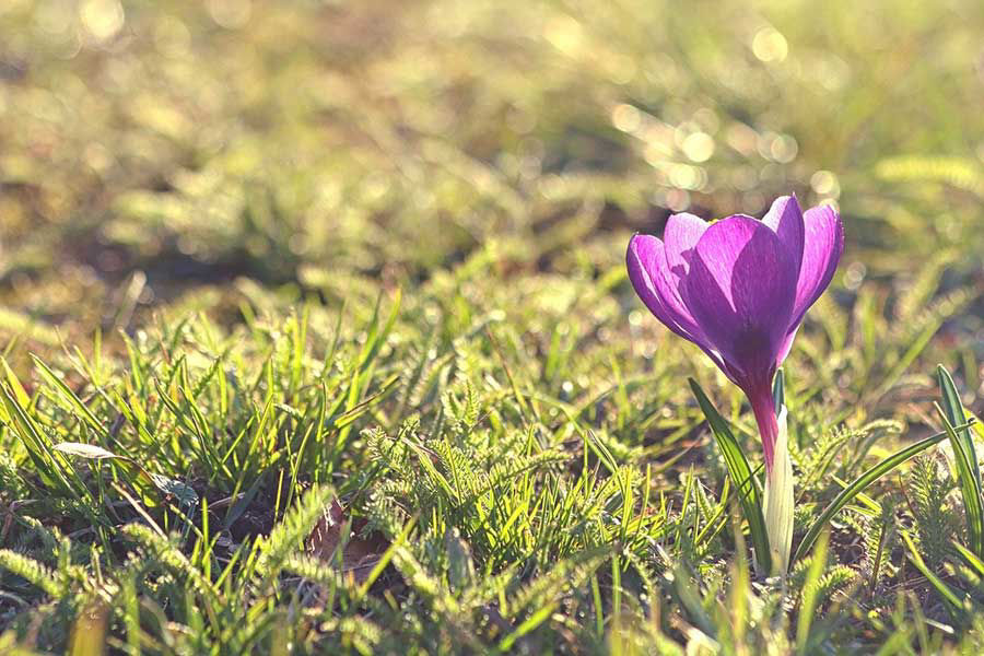 Image de la catégorie BULBES DE FLEURS